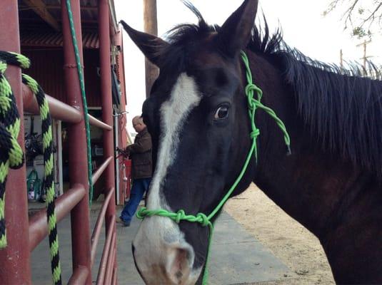 My horse she lives at the j ranch:)