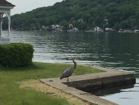 Wildlife taking in the lake view.