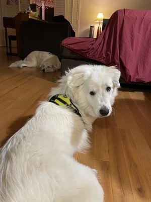 Annie, a sweet 1-year old Great Pyrenees dog available for adoption from the Richardson Animal Shelter. November 2023