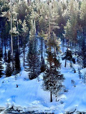 See if you can spot the bald Eagle in the tree