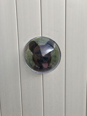 6ft Tan Vinyl Fence & Puppy Porthole