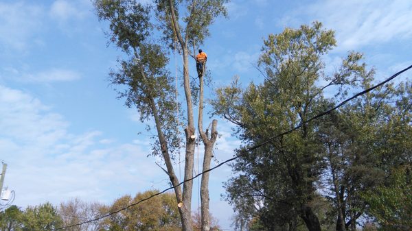 DANNYS TREE SERVICE