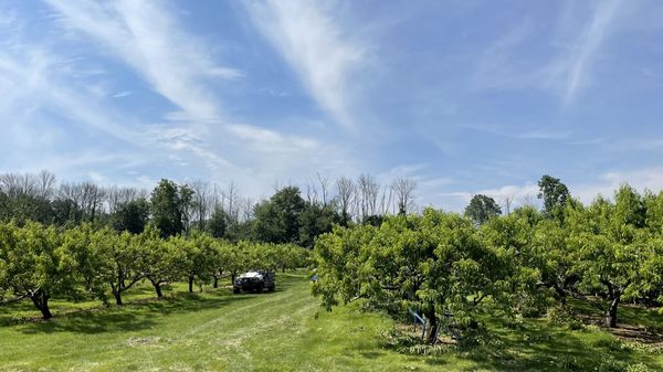 Fruit trees!