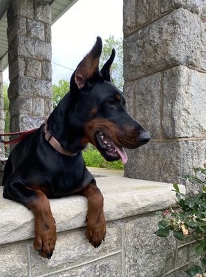 Akasha’s Van Doberman’s