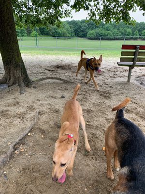 Dogs.   Enjoy their time beautiful park