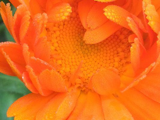 Heart of our Garden's organically-raised  Calendula, fine Astringent, Anti-Inflammatory, Smoother, Clearer , Anti-Fungal and viral Ally