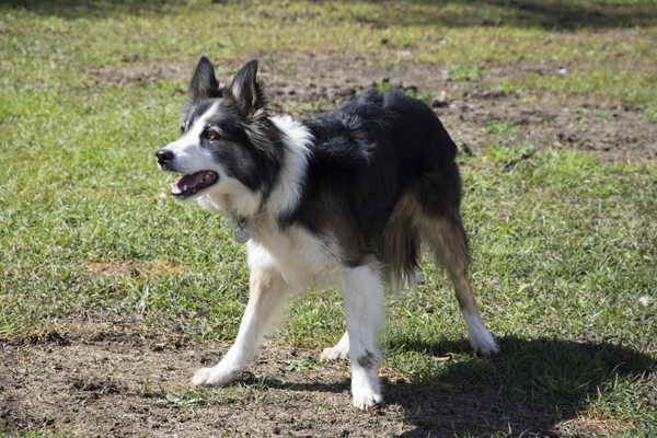 We use trained Border Collies for Geese Control and Geese Removal