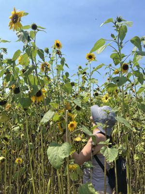 Lannon Sunflower Farm