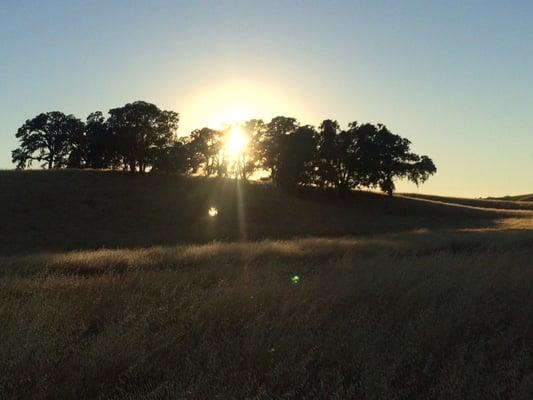 DCNP sun setting through the oaks - Full Moon Hike