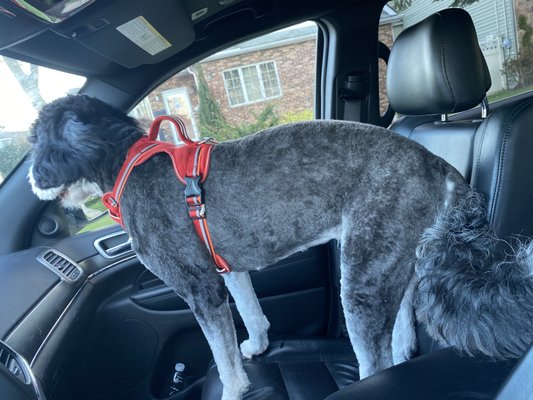 Ready to show off her New Look Thanks to Ina's Special touch at Lada Doggy's Day Spa