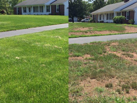 Before and after of a lawn after lawn care services.