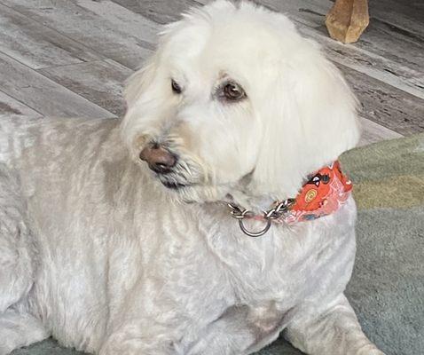 Lady Spot after her spa day at Snoopy's