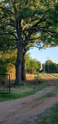 After clearing of the fence. Here at WildWood Landscaping we pride on our finished product. Nicer and cleaner than before we got thers.