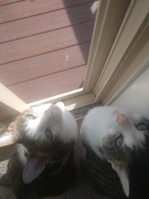 Christopher and indie looking at me in the morning sun.