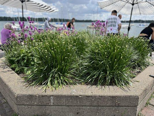 Planter box and lake view at Bread and Pickle.