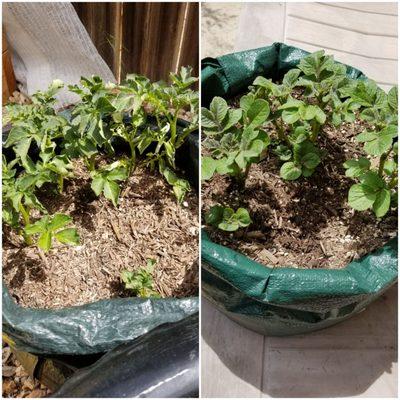 Potatoes in serrano soil planted in Feb (left) vs. potatoes in regular soil & amendment planted a week ago.