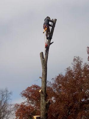 The Tree Agent