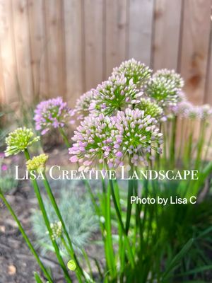 Lisa Creative Landscape