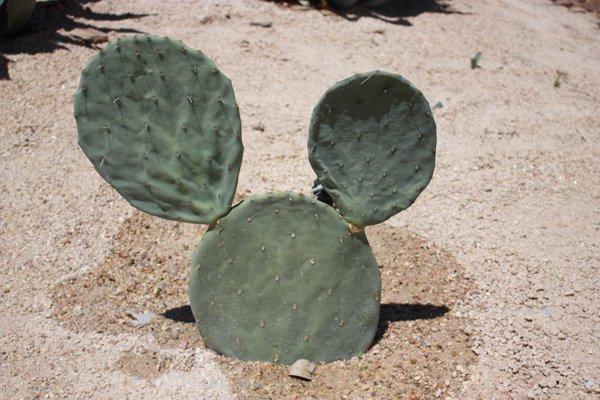 Bunny Eared Cactus