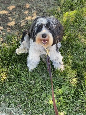 A happy Hattie smiling for the camera