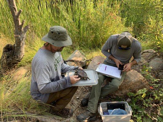 Big Creek 4 FERC mitigation monitoring, eastern Fresno County. Western Pond Turtle logging.