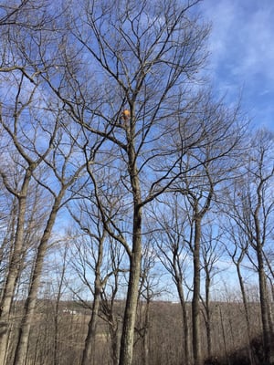 Taken deadwood out of tree for health and safety of property