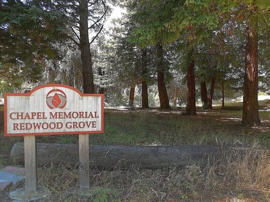 Memorial redwood grove