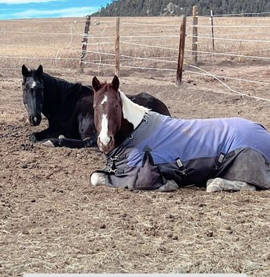 Happy ponies