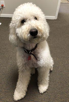 Please say hi to our office dog Garlic !