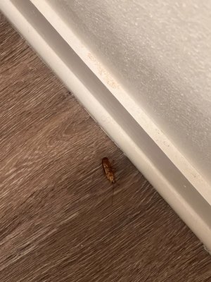 Cockroach