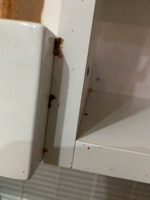 Roach droppings