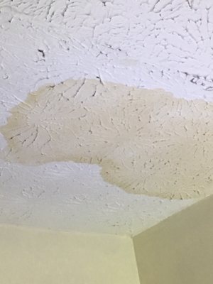 Ceiling leak from branch puncturing Ruth