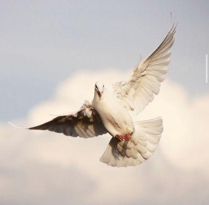 Dove landing home from the afternoon flight