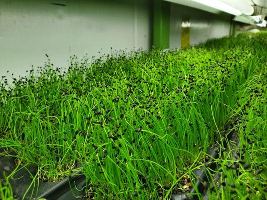 Microgreen Chives- Grown using composted food waste from local Austin Restaurants. We recycle 3