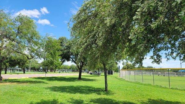 Nice shade trees