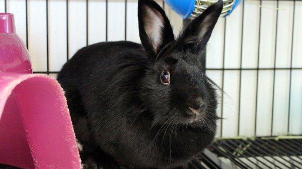 Rabbits are the 3rd most common pet adopted at the Bucks County SPCA.