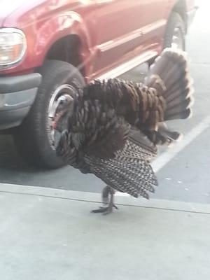 Wild Turkey