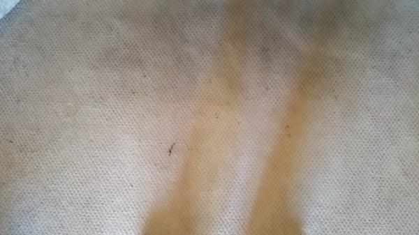 Carpet Cleaning -Before