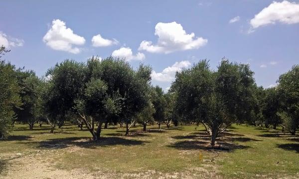 1200-tree olive orchard.