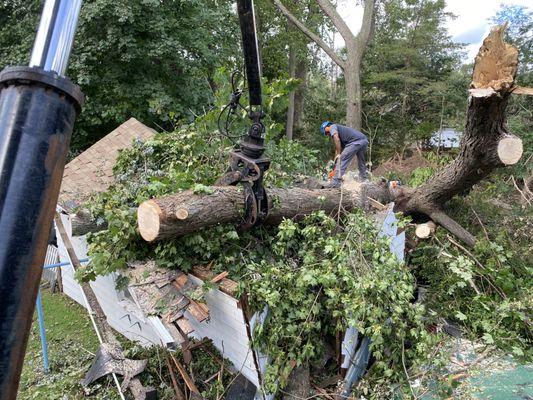 Removing a fallen tree