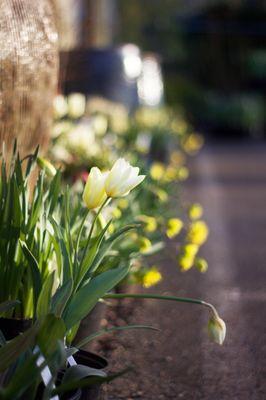 Spring at Pine Creek