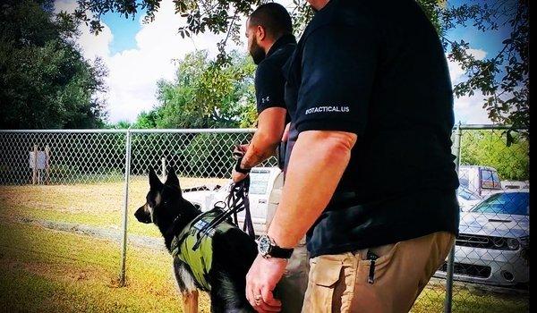 K9 Training