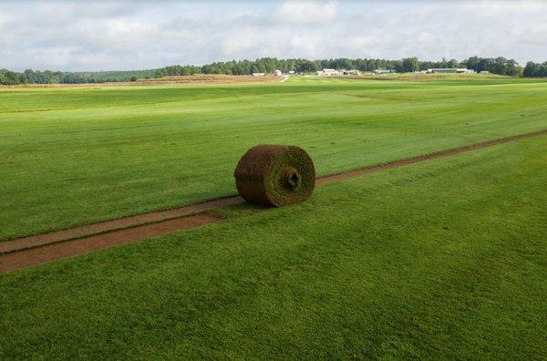 Freshly harvested sod roll on NG Turf sod farm