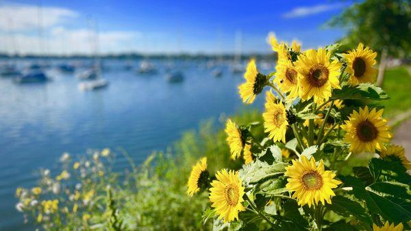 Lake Harriet