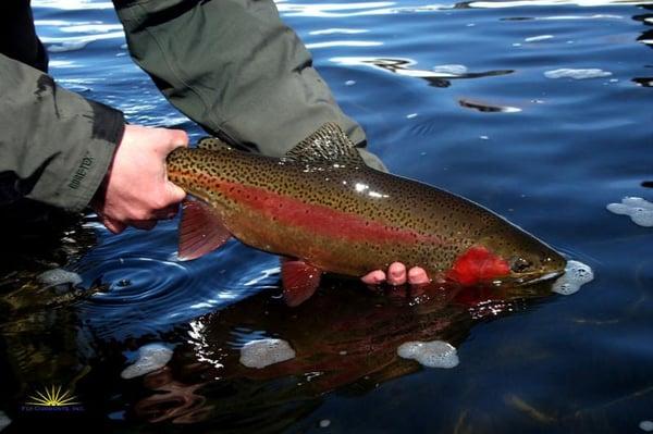 Nice brown from the Dream Stream