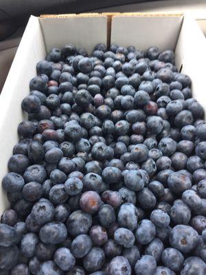 Ten pounds of blueberries.  $24