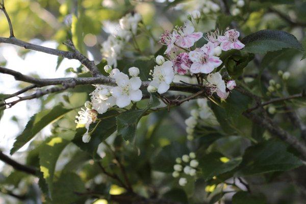 Sakura/Cherry Blossoms