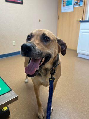 A dog happy to be at the vet?! You bet.