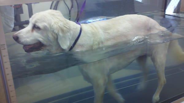 Maddie in the underwater treadmill.