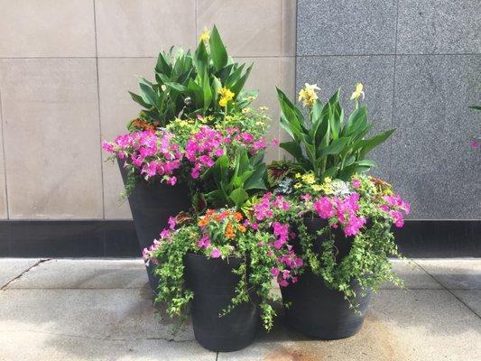 Commercial and residential seasonal container design.